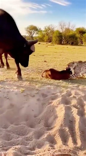 Bison gets angry and the animal's confusing behavior