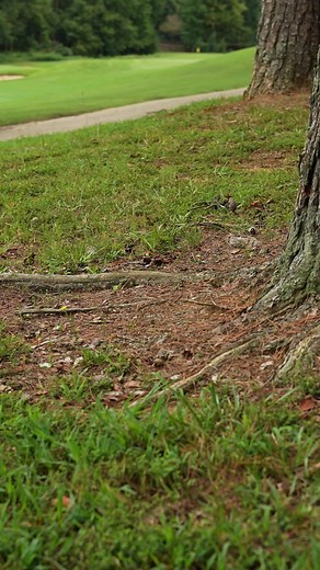 664K views · 4.1K reactions | The Roots... great in concert, less so on the golf course! Here are the options when you're in the trees  | United States Golf Association - USGA | Facebook