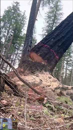 Powerful Forest Tree Cutting Action!