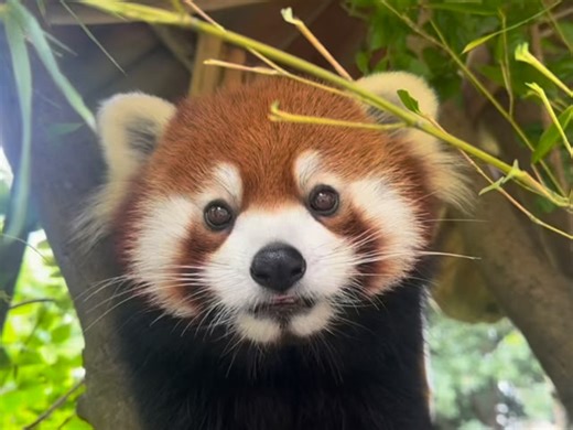 Your day just got better! Here’s red panda Little Mebo just doin’ what she loves to do – munch on bamboo! The tender leaves and young shoots of bamboo make up about 95% of the red panda’s diet, as they eat between 2-4 lbs. a day, about 20-30% of their body weight, to compensate for the bamboo’s low nutritional value. And at the Zoo, in addition to fresh bamboo, she is given fruits, like apples, to supplement her diet. #sfzoo #redpanda | San Francisco Zoo