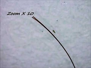Hair Split Ends Under a Microscope (#TRAGIC)