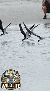 These amazing birds can skim through the shallowest of water bodies. Seen here gliding through a tide pool in ankle deep water. It’s fascinating watching everyone in the background taking pictures of them also when they put on a show. #wildlifewithamber #nature #blacksmimmers #wildlife #birds #birdvideos | Amber Favorite Photography