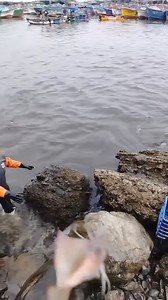 Squid Frenzy at the harbor🚢 !! 🤯🦑 #paradisefishing #fishing #SquidFishing | Paradise Fishing