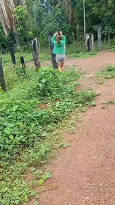 259K views · 10K reactions | Corio preseiro | Raquel da roça | Facebook