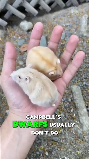 Campbell's Dwarf vs. Winter White Hamster Can You Tell the Difference? #hamster #shorts