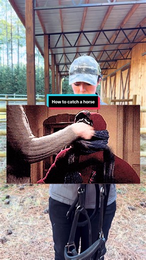 How to Catch a Horse: A Beginner’s Guide