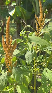 October Seed Starting Lists for USDA planting zone 9 Plants that can tolerate mild short term frosts: Artichokes Beets Brassicas: Broccoli, Bok Choy, Brussel Sprouts, Cauliflower, Collards, Kale, Mustard Greens Carrots Celery Chickpeas/Garbonzo Beans Cilantro DillFennel LeeksNasturtiums OnionsOregano Parsley Peas Radish RosemarySage Shampoo Ginger Strawberries (blossoms can be damaged though) Thyme Turnips Plants that can still be started now in zone 9, but aren’t frost tolerant and will need te