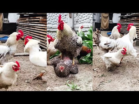 Very active roosters, their power and strength