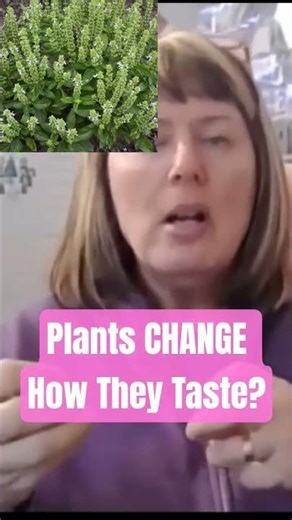 Gardening Question - Why Do I Need to Stop My Basil From Flowering?