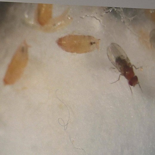 53K views · 72 reactions | Fruit flies are a common annoyance in kitchens when fruit and vegetables are left out, so University of New Brunswick biology professor Steve Heard explains how to trap and get rid of the little pests. Read more: www.cbc.ca/1.5272977 | Follow us: www.cbc.ca/nb | Facebook