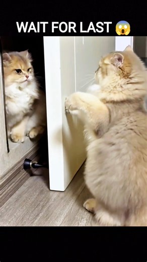 Cat Fight Compilation 😾🔥 Wait For The Last One! #shorts #cat #catfight