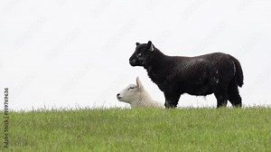 Black Sheep standing and White Lamb lying on meadow