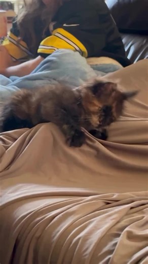 maine coon’s for adoption (@maine..adoption5)’s videos with original sound - maine coon’s for adoption