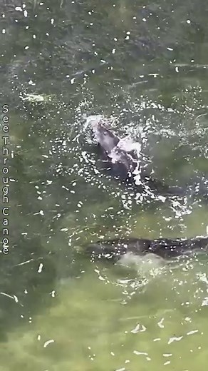 Dolphins hitting fish with their tails in the Tampa / St Pete area of Florida. This method is called “fish kicking”. #AmaZing #nature #animals #wildlife #viral #awesome #fish #dolphins #yeet #ocean #florida #tampa #naturephotography #naturelover #dji #explore #dronephotography #sealife #outdoors #natgeo | See Through Canoe