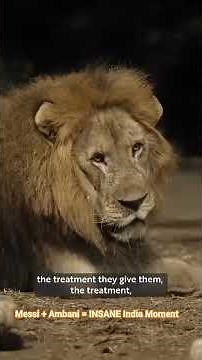 Messi's Reaction to India's Wildlife Was Insane #Messi #Ambani #Viral