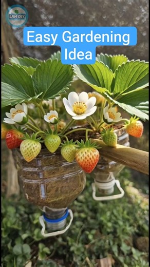 DIY Plastic Bottle Strawberry Planter | Easy Vertical Gardening at Home #shorts #DIY