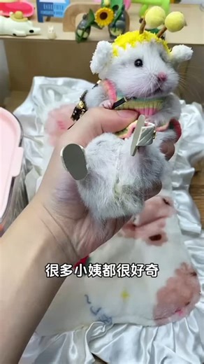 LittleBerry on Instagram: "Berry Mekup #shorts #viral #trending #hamster #hamstergram #cutepet #trendingreels #viralshort #hamster"