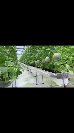 Greenhouse Builders on TikTok