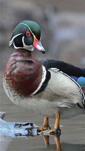 Male Wood duck 🦆✨ Nature’s Masterpiece #wildlife #duck