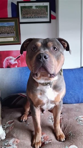 meet my two Sons Billy and Harrison #Bullbreeds