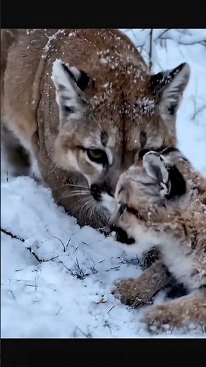 Lost Baby Cougar Cries… Then Mom Finally Finds Him 🥺❄️