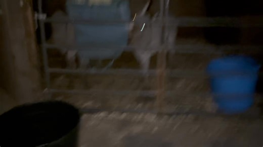 1.9K views · 210 reactions | This group of donkeys are so precious tonight I decided to hang hay bags, which I knew they wouldn’t know anything about them and so it’s interesting to watch them trying to figure it out. Plus, I try to make it easier for them to teach them where the hay is coming from. | Partnering Together to Save At Risk Donkeys in Texas - DD Donkeys | Facebook