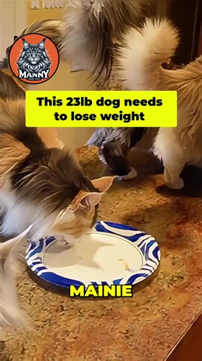 POV: This gentle giant LOVES his treats! 🦁 Watch Manny enjoy his snack. He's a BIG boy at 23lbs and needs to lose a little weight! #MannyMaineCoon #MaineCoon #CatTreats #BigCat #CatLife #FunnyCats #CatsofTikTok