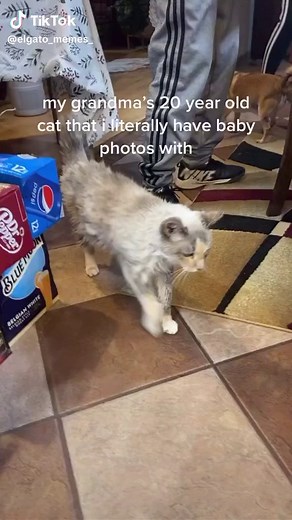 Irresistibly Funny Cat Videos: Hilarious Cat Memes Compilation | TikTok