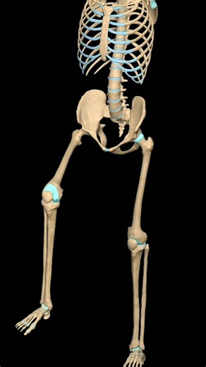 Knee Joint: Internal & External Rotation Explained | 3D Anatomy