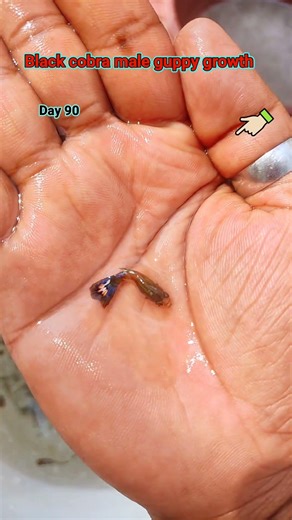 Black cobra male guppy fish growth 1 day to 180 day #fishshorts #guppyfish #shortsfeed #fish #shorts