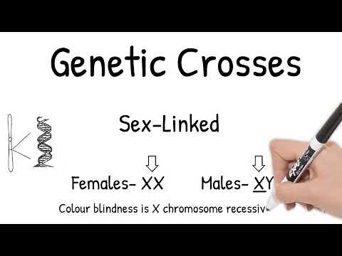 Genetic Cross: Sex-Linked. Short Simple Science