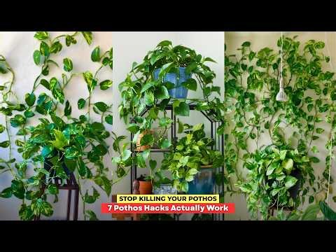 7 Tricks to Grow Longer Pothos Vines Fast | How To Grow Pothos Faster