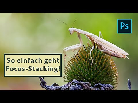 Focus Stacking in 3 einfachen Schritten in Photoshop - Tutorial für Einsteiger