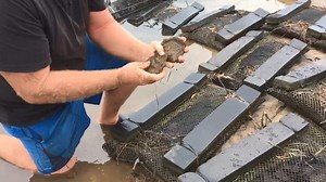 The venison of oysters -- the oyster eater's oyster. The native Angassi is also known as southern mud oyster, Australian flat oyster, or native flat oyster. Very different in taste and appearance to the better-known Sydney Rock. Attempts are underway to nurture the tasty mollusc on the Macleay River by people such as Todd Graham as something to be harvested during the winter months. What is your favourite way of eating an oyster? | ABC Rural