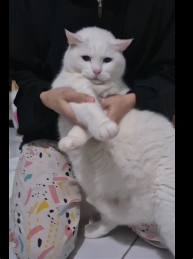 pimpampum Nobi 😄 #kucinglucu #cutecat #viralvideo #pimpampum