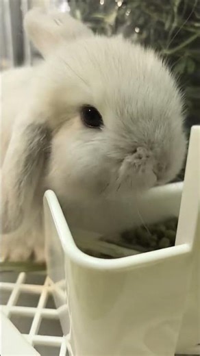 Cute Little Rabbit Will Melt Your Heart 💕