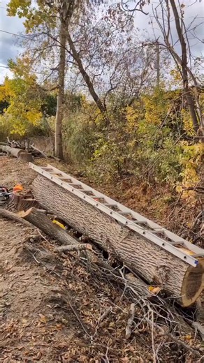 Extracting 10’ long x 3” thick black walnut slabs right from the roadside 🌳💪 Powered by a @stihl MS881, 48” Granberg Alaskan Mill, and Granberg Ripping Chain— a serious setup for serious sawyers. 😎 Sawyer extraordinaire: @ottawamilling #alaskanmill #madewithgranberg #madeinusa #chainsawmill #rippingchain | Granberg International