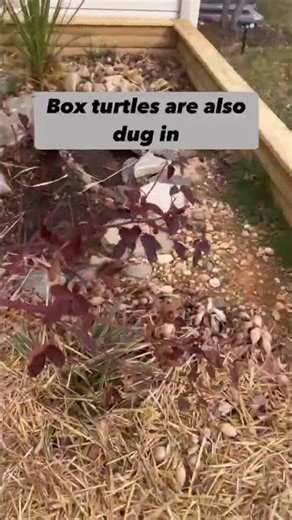 Brumation Time! Hermann's and Box Turtles Settling in