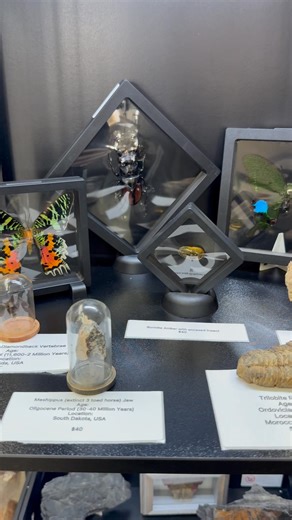 🎉 New Display Alert at Keystone Cold-Blooded! 🎉 Just in time for the holiday season, we’ve added something seriously cool for all our fellow nature-loving weirdos (said with love 🖤). We’ve built an all-new display packed with incredible insects, fossils, and natural history pieces—perfect for gifting or adding to your own collection! 🦋 Insect Encased Displays Come check out some stunning specimens, beautifully mounted in display cases, including: • Madagascan Sunset Moth • Paris Peacock • Go