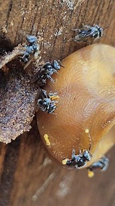 These girls are taking in some native bee wax to use within their hive. These ladies actually had stone brood last season, and now they are back in amazing health! Australian native stingless bees. Austroplebeia australis 🐝🐝🐝🐝🐝 . . . . . . . . . . . . . . . . . . . . . . . . #beekeeper #bees #australia #insectlovers #beesofinstogram #polinators #brisbane #scary #meliponiculture #awesomeearth #beephotogtaphy #creepy #apismellifera #sustainability #fear #backyardbeekeeping #crazy #fear #trend