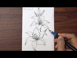 How to Draw Lily Flower Step by Step | Pencil Drawing
