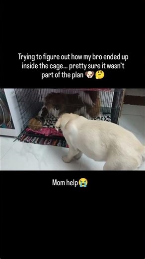 I don’t know what crime I committed, but apparently I’m guilty #cutedog #lab #dog #labrador #love