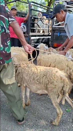 kambing lucu suara kambing ternak kambing kambing lucu kambing kambing embek-embek kambing kambing