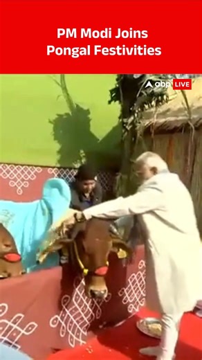 Prime Minister Narendra Modi on Wednesday joined Pongal celebrations at the residence of Union Minister L. Murugan, taking part in time-honoured rituals that mark Tamil Nadu’s most important harvest festival. Dressed in a white sherwani, the Prime Minister performed a pooja, added rice to the boiling Pongal pot—a symbolic gesture signifying prosperity—and offered prayers as devotional chants were sung. He also fed cows as part of Maattu Pongal, the second day of the festival dedicated to honouri