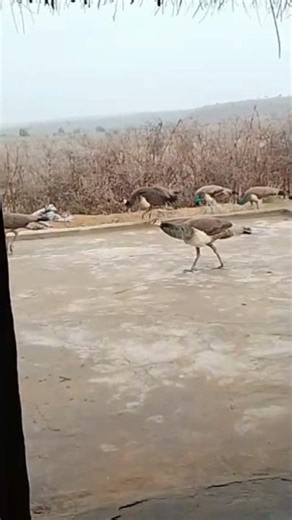 منظر جميل للطواويس في الصحراء