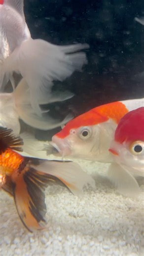 No aquário não existe paz: a carpa transforma até o cascudo em surpresa do cardápio. 💀☠️❌
