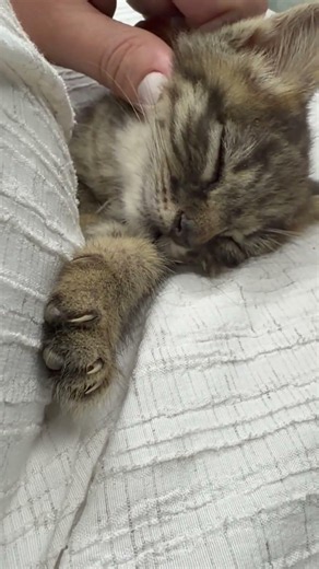 A Tiny Kitten Falls Asleep in Your Lap 🥹🐱 #shorts