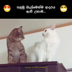 777K views · 1.9K reactions |  | Love is the Answer | Facebook