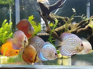 Colorful Discus Fish 多姿多彩的七彩神仙魚