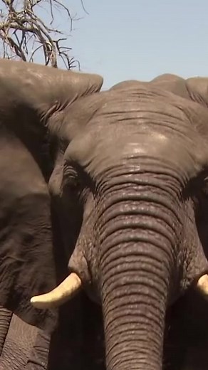 lost elephant calf becomes easy meal for lions🦁🐘😳😭 | Nature Bites